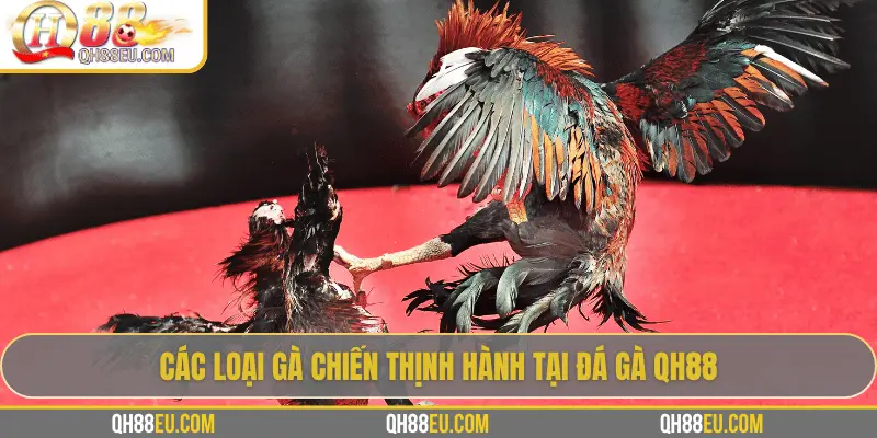 Các loại gà chiến thịnh hành tại đá gà QH88