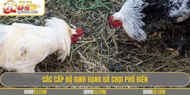 Định Hạng Gà Chọi – Bí Quyết Nhận Biết Đẳng Cấp Chiến Kê 4 Các cấp độ định hạng gà chọi phổ biến