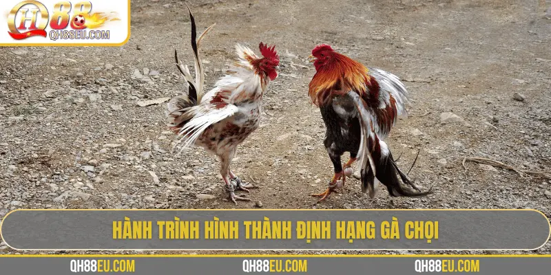 Định Hạng Gà Chọi – Bí Quyết Nhận Biết Đẳng Cấp Chiến Kê 2 Hành trình hình thành định hạng gà chọi