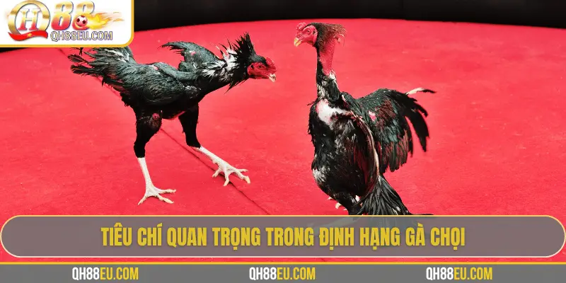 Định Hạng Gà Chọi – Bí Quyết Nhận Biết Đẳng Cấp Chiến Kê 3 Tiêu chí quan trọng trong định hạng gà chọi