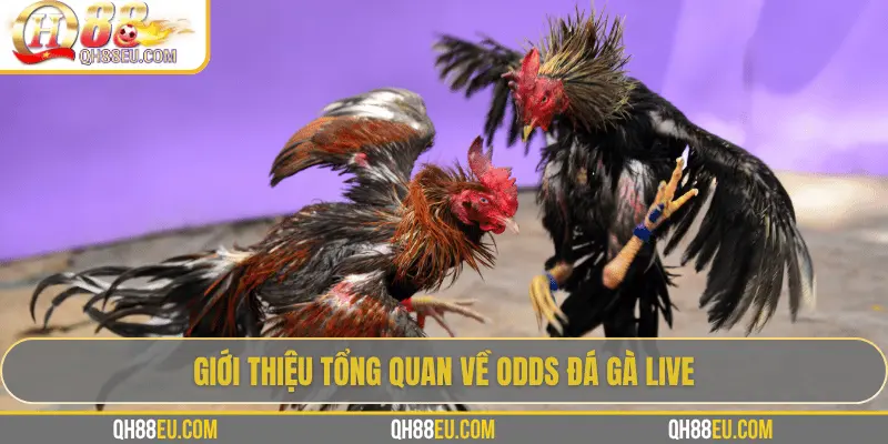 Giới thiệu tổng quan về odds đá gà live
