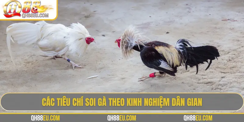 Các tiêu chí soi gà theo kinh nghiệm dân gian