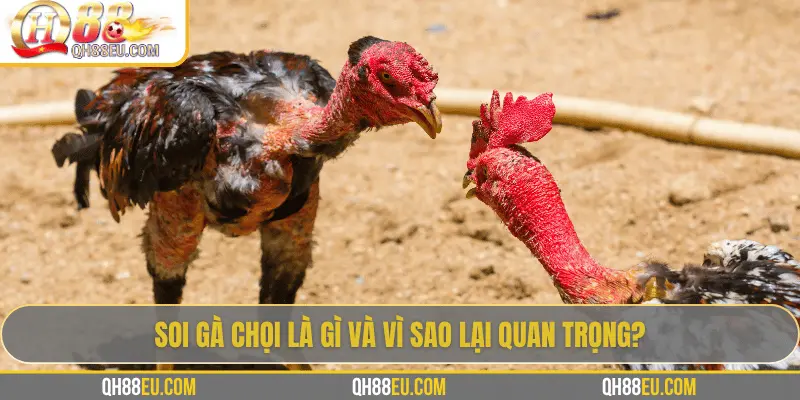 Soi gà chọi là gì và vì sao lại quan trọng?