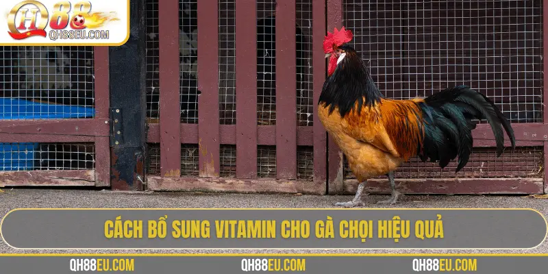 Cách bổ sung vitamin cho gà chọi hiệu quả