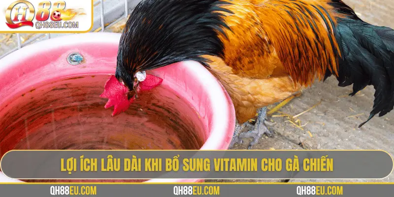 Lợi ích lâu dài khi bổ sung vitamin cho gà chiến