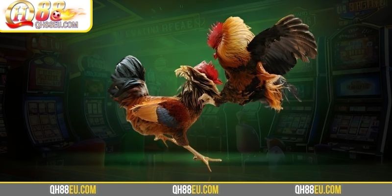 Những dòng kê thường tham gia đá gà Thomo