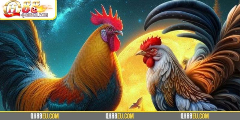 Thông tin giới thiệu cơ bản